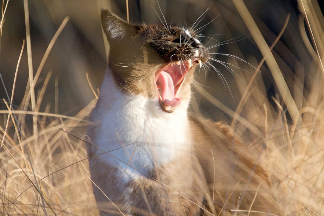 My Buddy Cat ... Yawning