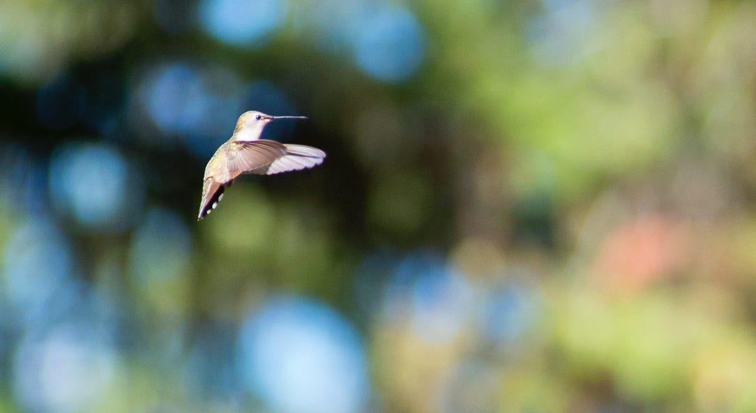 My picture of a Humming Bird in flight